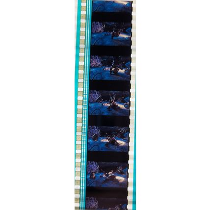Pk DAU - J - MIX - a 026Z . 1 STRIP OF 5 - 35MM FILM CELLS. (C )