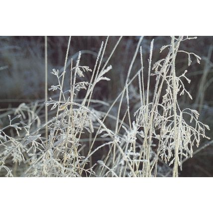 Welsh Flowers Yn Y Bore Gaeaf Winter Local Photographer Postcard