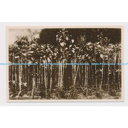 C014639 Jersey. Jersey Cabbages. RP