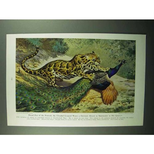 1943 Clouded Leopard Illustration by Walter A. Weber