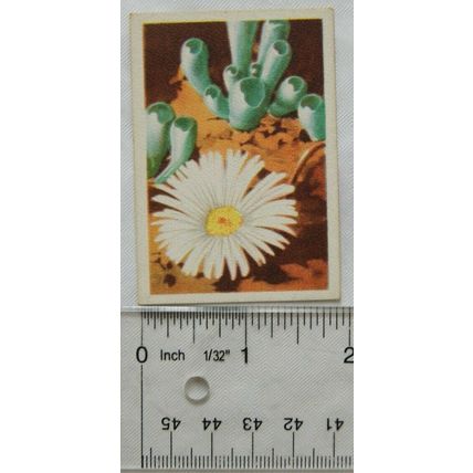 1936 cigarette card South African Succulents No. 13 Fenestraria Rhopalophylla