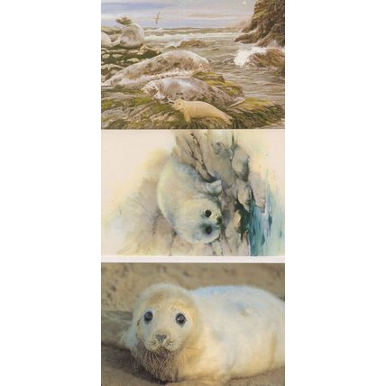 Grey Seals Painting 3x Stunning Seal Postcard s