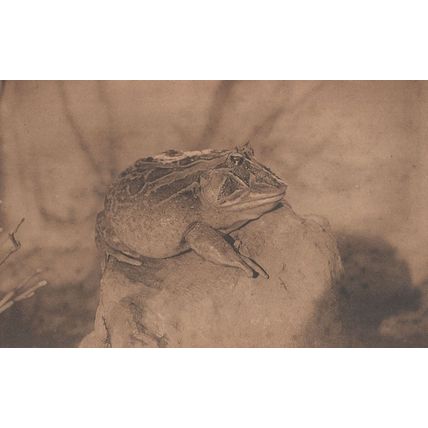 Belgium Frog At Anvers Zoo Antique Postcard