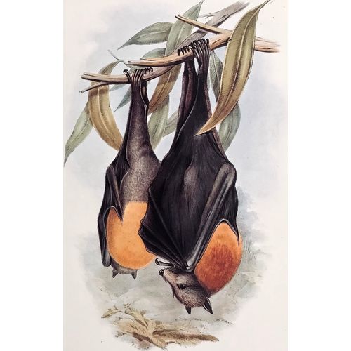 Greyheaded Flying Fox Bat Vintage Animal Print 1845 J Gould poster Art Decor