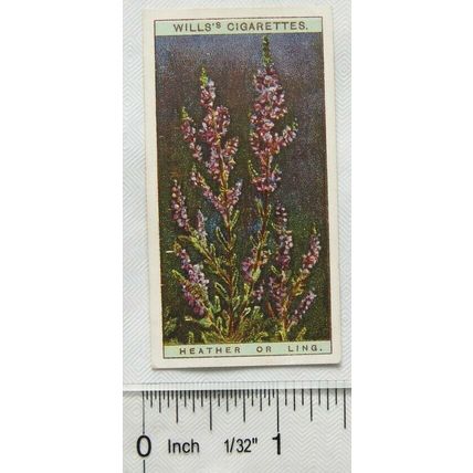 1923 Wills, Wild Flowers No. 13 Heather