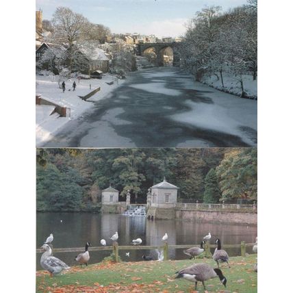 Knaresborough Studley Bridge Birds & Winter Snow 2x Large Postcard s