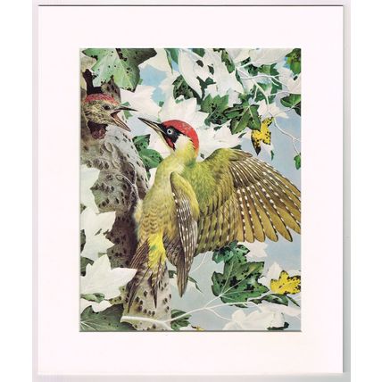 Green Woodpecker Mounted Bird Picture Print Black 10 inch x 12 inch