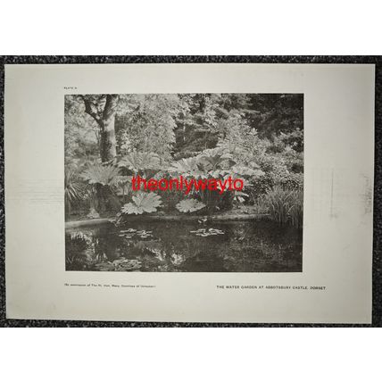 WATER GARDEN AT ABBOTSBURY CASTLE, (More, Reverse), Book Illustration (Print)