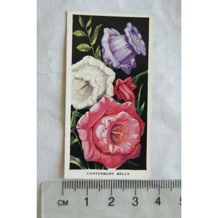 1936 Carreras Flowers No. 23 Canterbury Bells