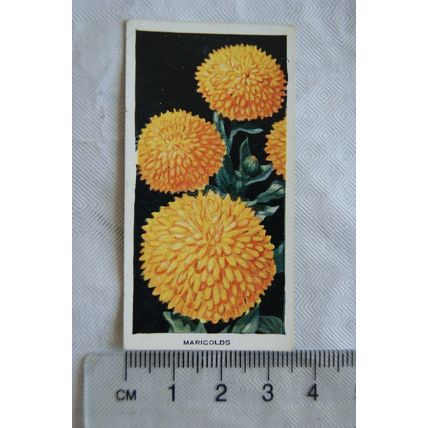 1936 Carreras Flowers No. 31 Marigolds