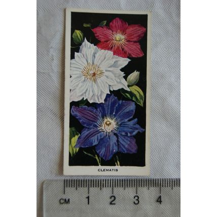 1936 Carreras Flowers No. 25 Clematis