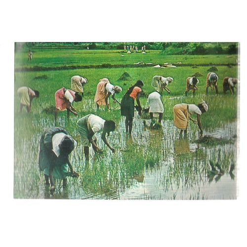 TRANSPLANTING PADDY FIELD, SRI LANKA used postcard 1995 English postmark =