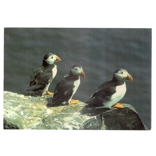PUFFIN....used postcard 1991 postmark =