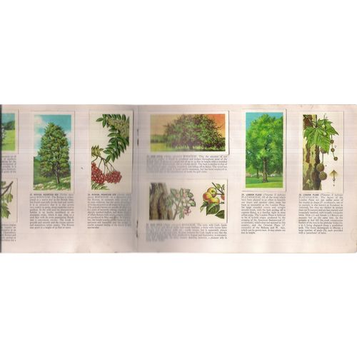 TREES IN BRITAIN Brooke Bond Tea album..with 48 cards stuck in.