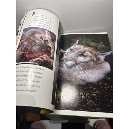 National Geographic Magazine July 1992 Mountain Lions - Vintage Collectable