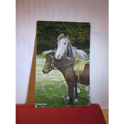 'COMPANIONS', HORSES used antique postcard Wildt & Kray RP 1906 pm =