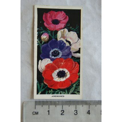 1936 Carreras Flowers No. 11 Anemones