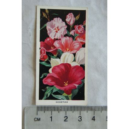 1936 Carreras Flowers No. 13 Godetias