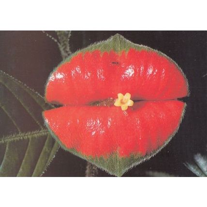 Flower Leaf As Rocky Horror Show Lipstick Lips BBC Postcard