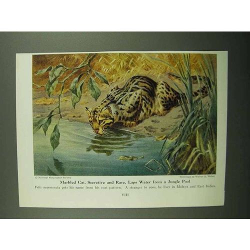 1943 Marbled Cat Illustration - Walter A. Weber