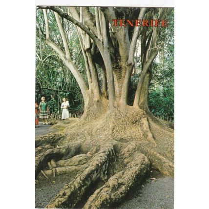 Puerto De La Cruz Jardin Botanico Tenerife Postcard posted 1987 VGC