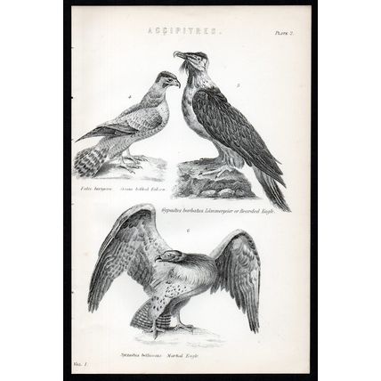 ACCIPITRES 1883 Cream Bellied Falcon Bearded Eagle BIRDS ANTIQUE LITHOGRAPH #2