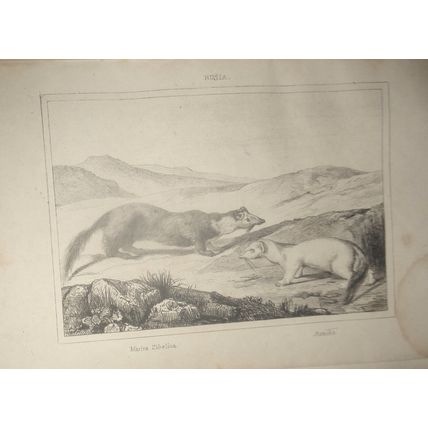 1840 Russia - Marlra Zibelina; armino - engraving. El universo pintoresco