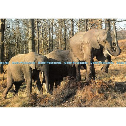 D097203 Elephants. Longleat. Warminster. Wiltshire. Jarrold