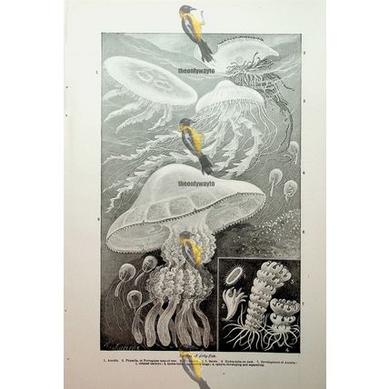 Species Of Jelly-Fish, Book Illustration (Print), c1907