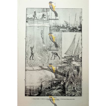 Pearl Fishery, Ceylon, Australia, USA, Book Illustration (Print), c1907