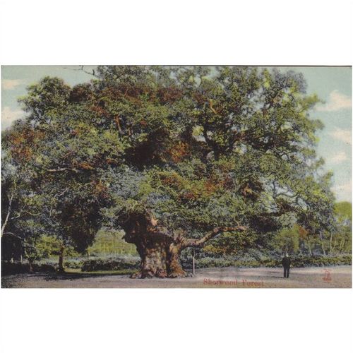 Sherwood Forest Nottingham Nottinghamshire Postcard (NN70659))