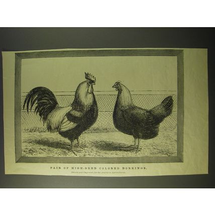 1887 Illustration by J Payne - Pair of high-bred colored Dorkings