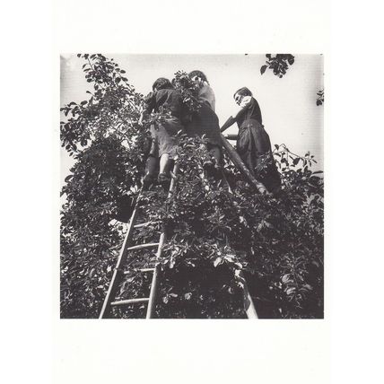 Plum Trees Saving Preserve Crop 1942 WW2 Photo Postcard