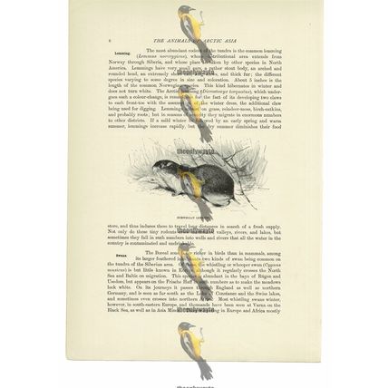Norwegian Lemming, Animal Book Illustration (Print), c1916