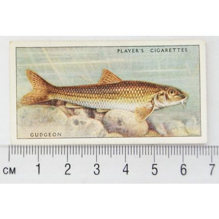1933 Players Fresh-water Fishes, pink back No. 22 Gudgeon