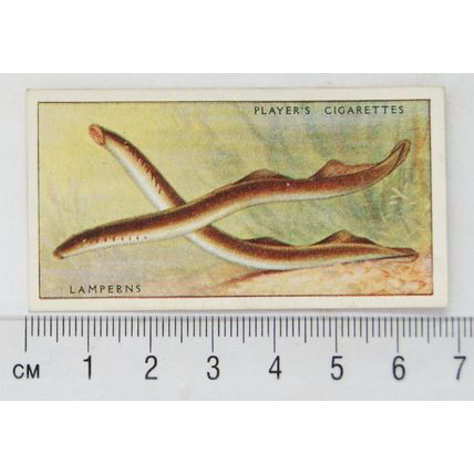 1933 Players Fresh-water Fishes, pink back No. 24 Lamperns or River Lampreys