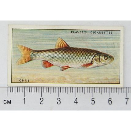 1933 Players Fresh-water Fishes, pink back No. 15 Chub