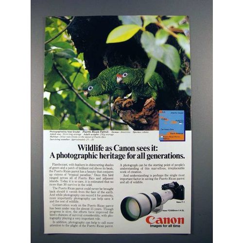 1983 Canon New F-1 Camera Ad - Puerto Rican Parrot