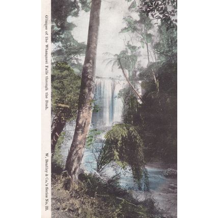 A Glimpse Of Whangarei Falls Through The Bush New Zealand Old Postcard