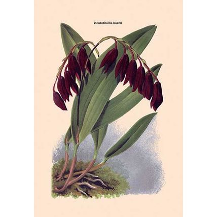 Orchid: Pleurothallis-Roezli 20 x 30 Poster