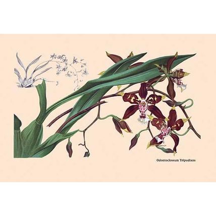 Orchid: Odontoglossum Tripudans 20 x 30 Poster