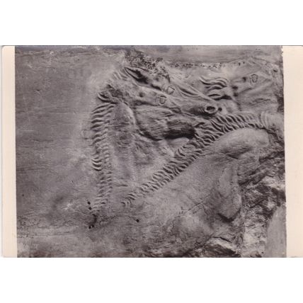 Heads of Chariot Horses Parthenon British Museum Real Photo Postcard unused VGC