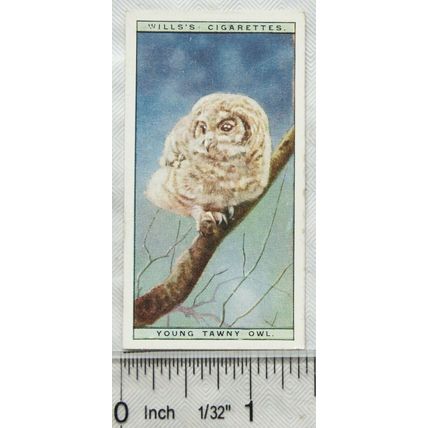 1925 Life in The Tree Tops No. 40 Young Tawny Owl