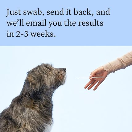 Wisdom Panel Breed Discovery Dog DNA Kit: Most Accurate Dog Breed Identification