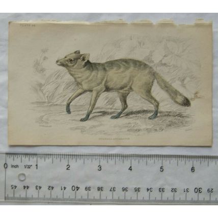 c1840s hand-coloured engraving - Guaraxa Aguara-Fox