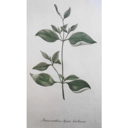 Johann Wilhelm Weinmann - Amaranthus Spica Herbacea N. 98, ca 1745 Hand-colored