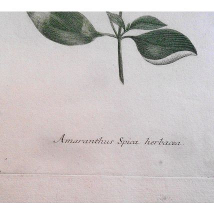 Johann Wilhelm Weinmann - Amaranthus Spica Herbacea N. 98, ca 1745 Hand-colored