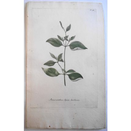 Johann Wilhelm Weinmann - Amaranthus Spica Herbacea N. 98, ca 1745 Hand-colored