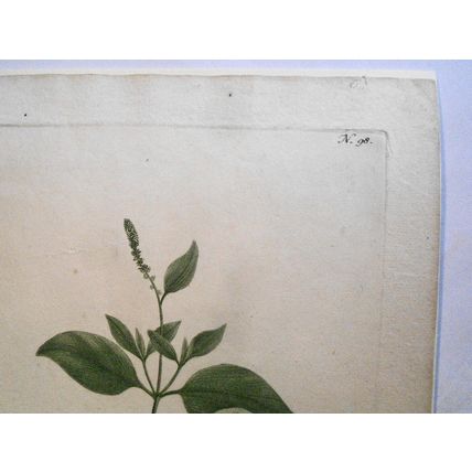 Johann Wilhelm Weinmann - Amaranthus Spica Herbacea N. 98, ca 1745 Hand-colored