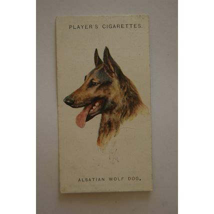 1929 John Player & Sons Dogs Heads No. 1 Alsatian Wolf Dog